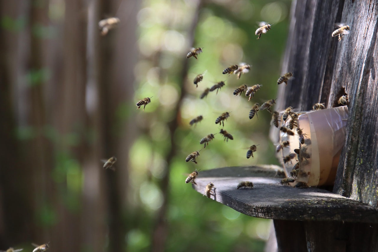 Partner Spotlight: How Greenspark’s EarthLungs Bees Project is Protect ...