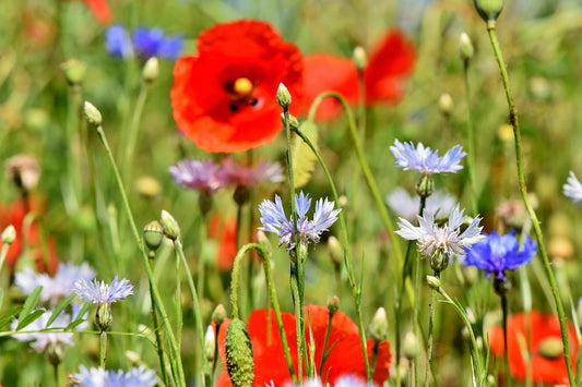 Creating a Nature-Friendly Garden with Your Kids