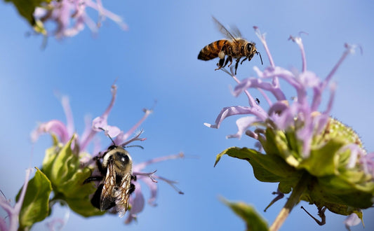A Year in Bloom: Seasonal Bee-Friendly Plants for Irish Gardens